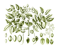 Canarium vulgare Java Almond, Kenari Nut